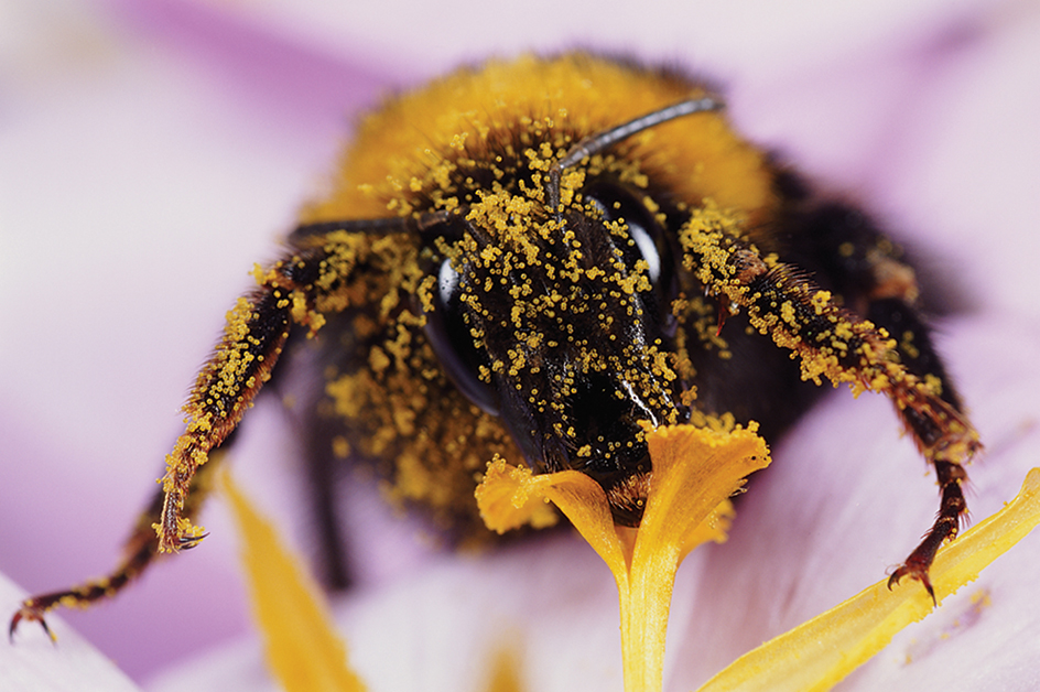 Bee covered in pollen