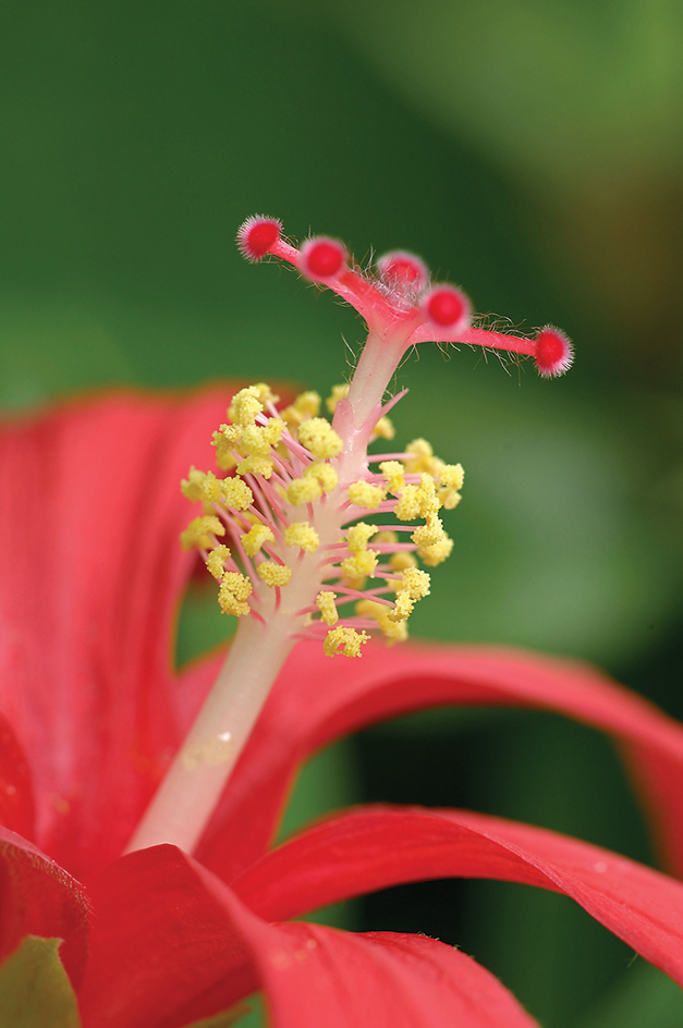 The structure of the hibiscus