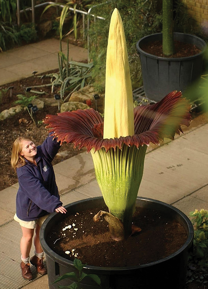 Titan arum