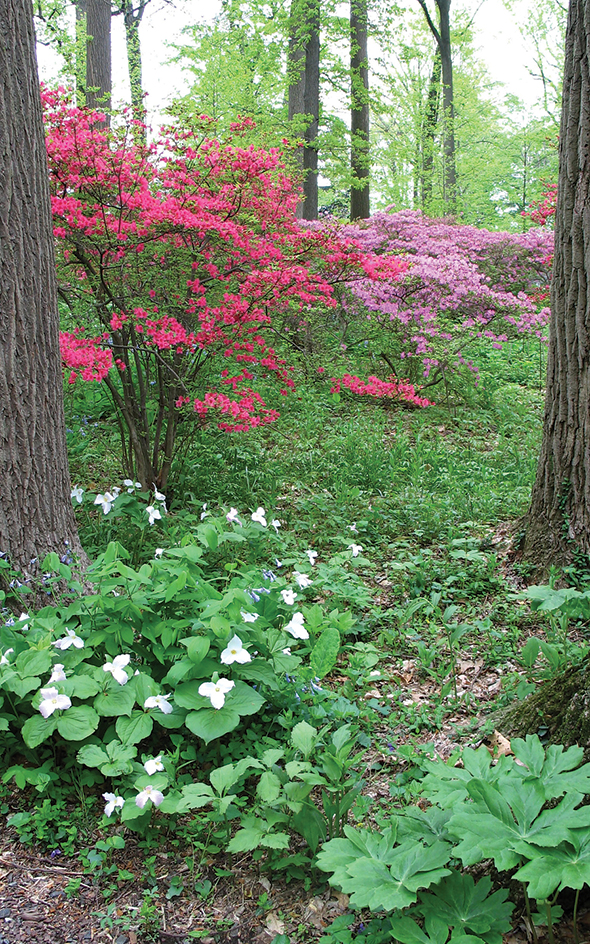 Woodland flowers (azaleas and trilliums)