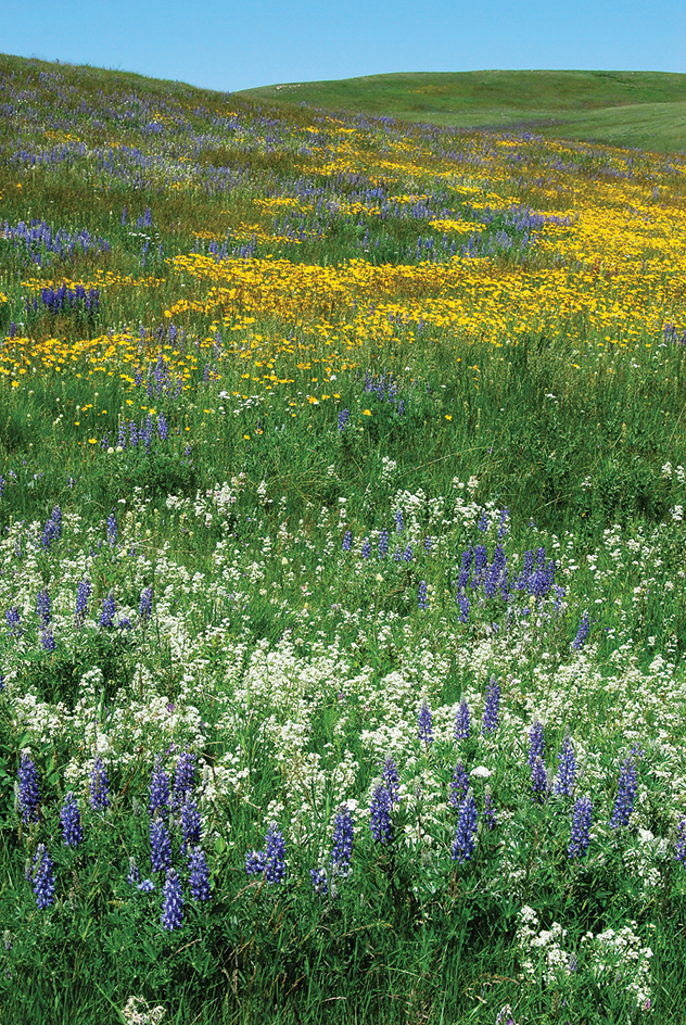 Prairie flowers