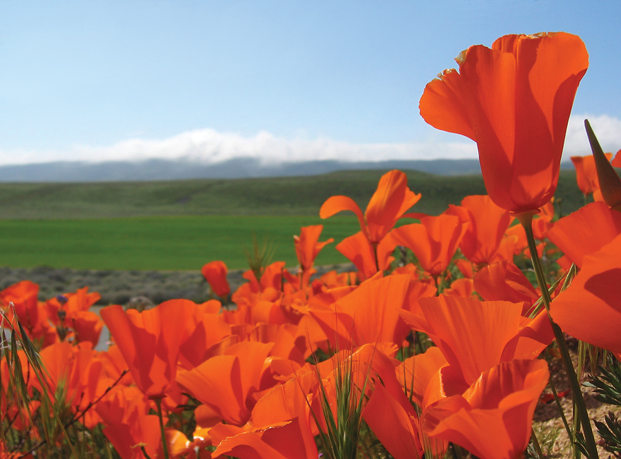 Wildflowers of summer-dry regions