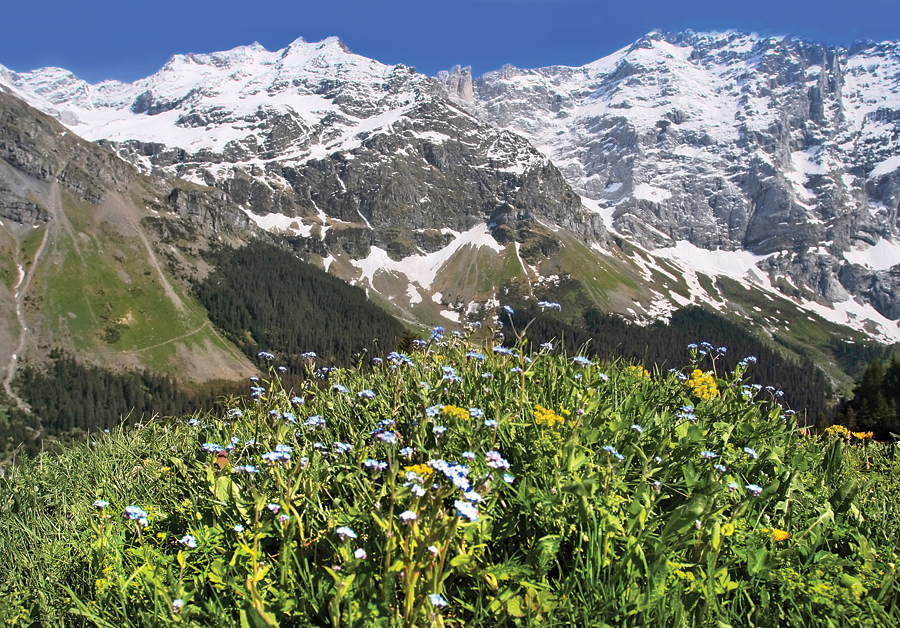 Alpine tundra