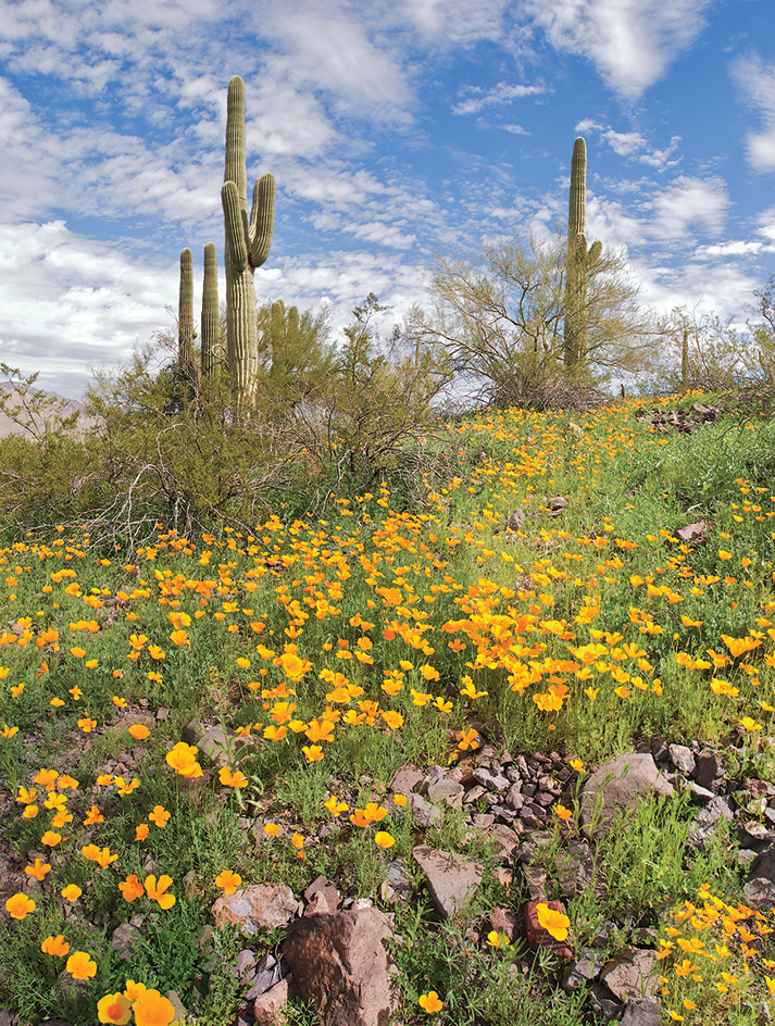 Desert flowers