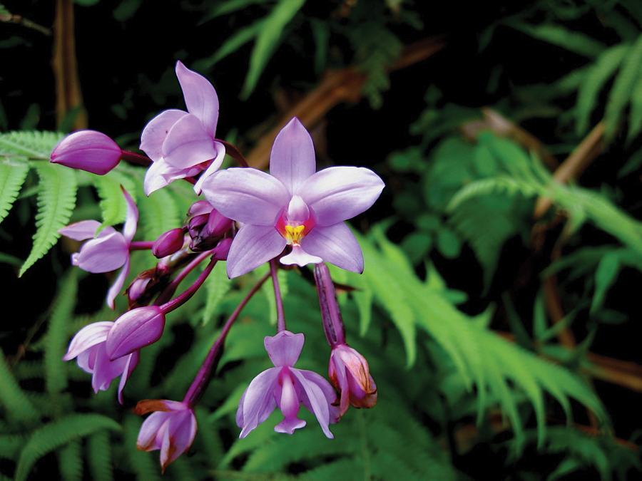 Wildflowers of the tropics and subtropics