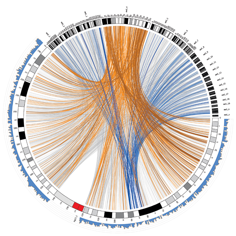 Circular genome map