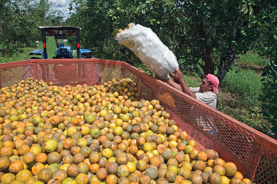 Orange harvest in Belize