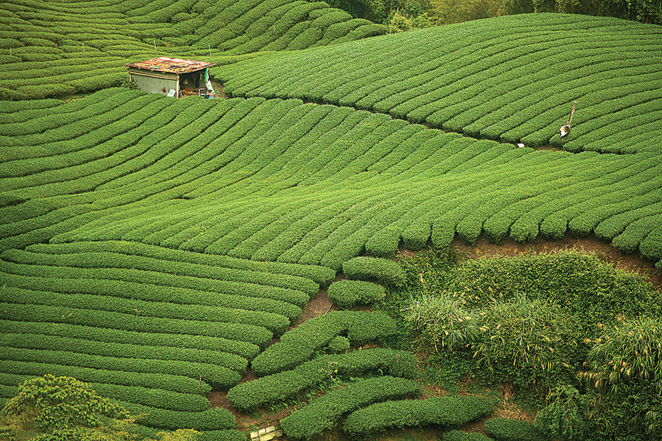 Tea growing in Taiwan