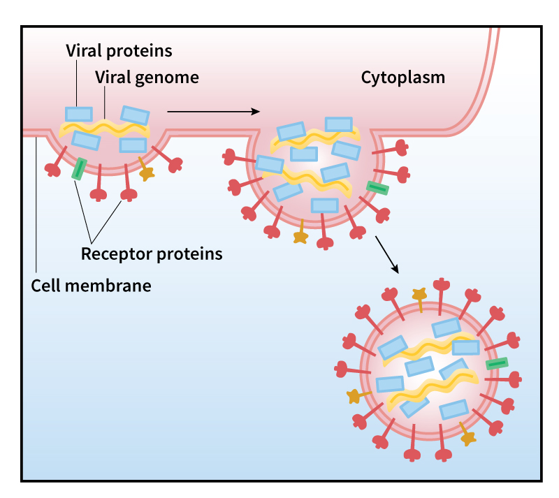 Influenza virus emerges from host cell