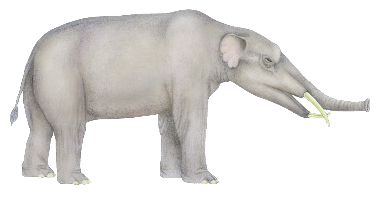 Elephant ancestor Gomphotherium