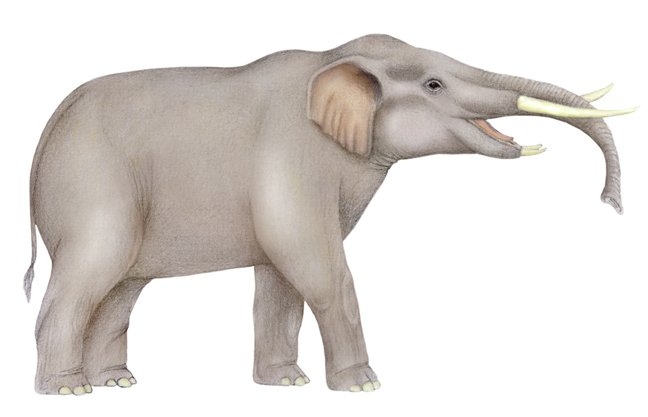 Elephant ancestor Primelephas