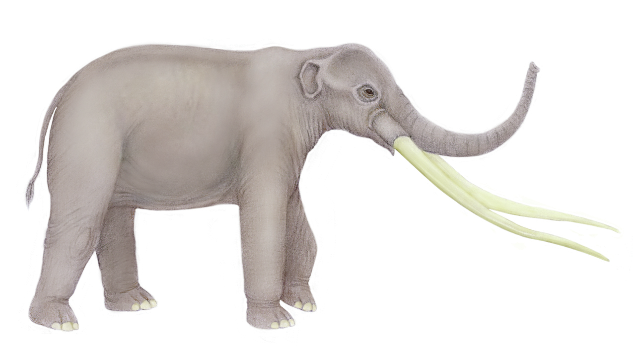 Elephant ancestor Anancus 