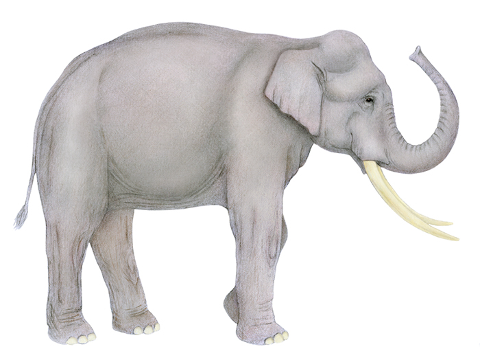 Asian elephant