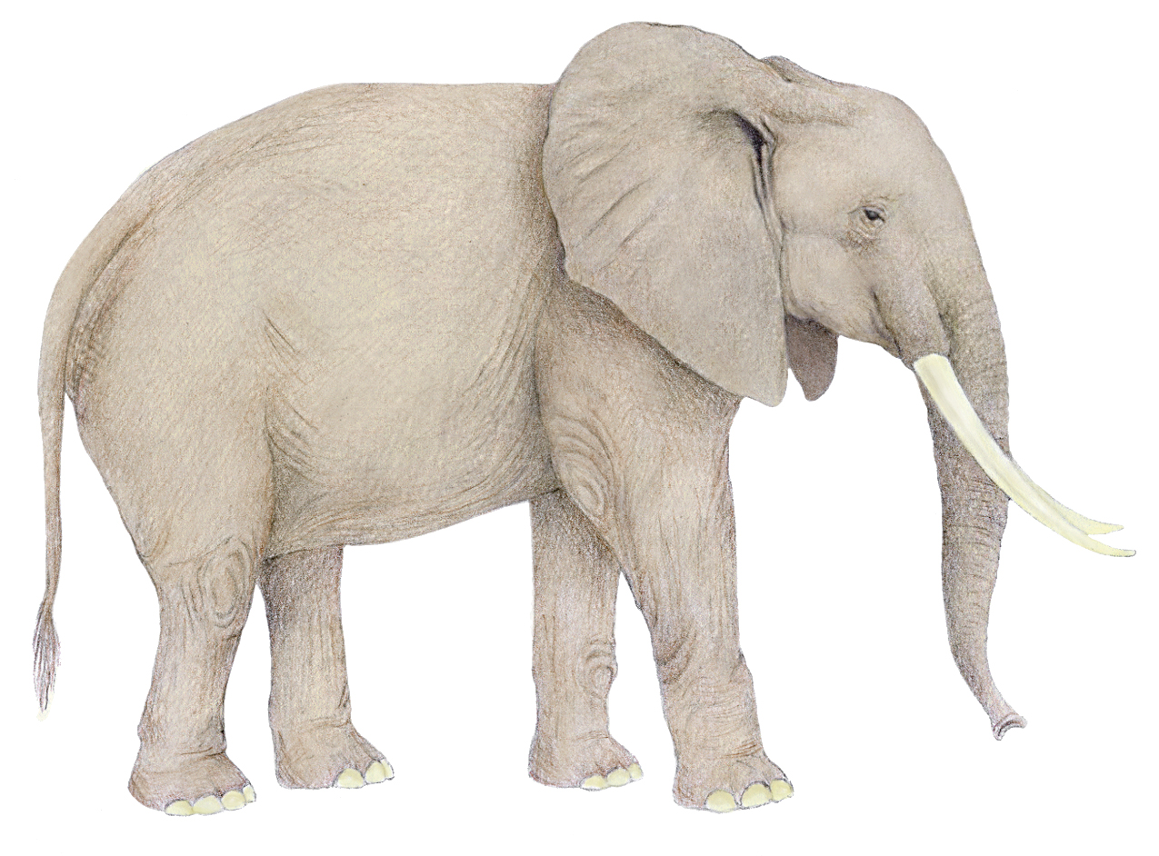 Drawing of an African elephant