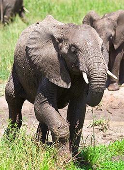 A young elephant