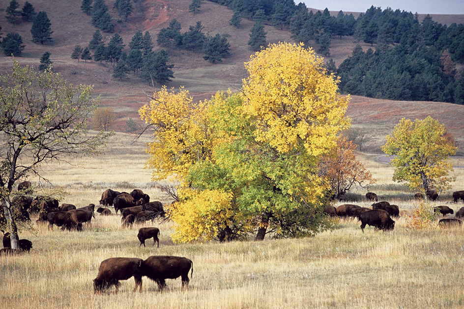 Buffalo herd in Custer State Park