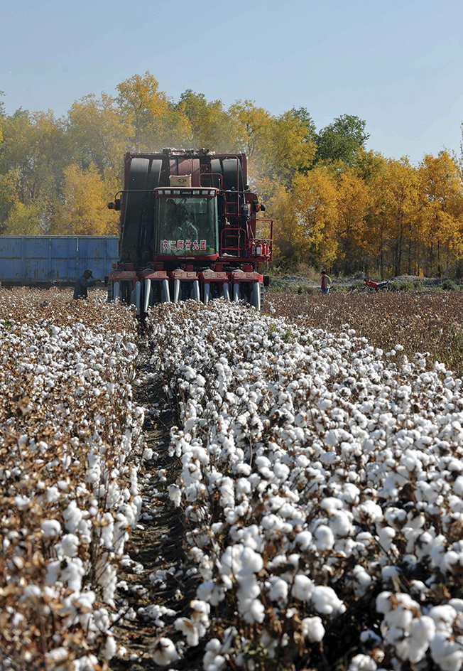 A mechanical cotton picker