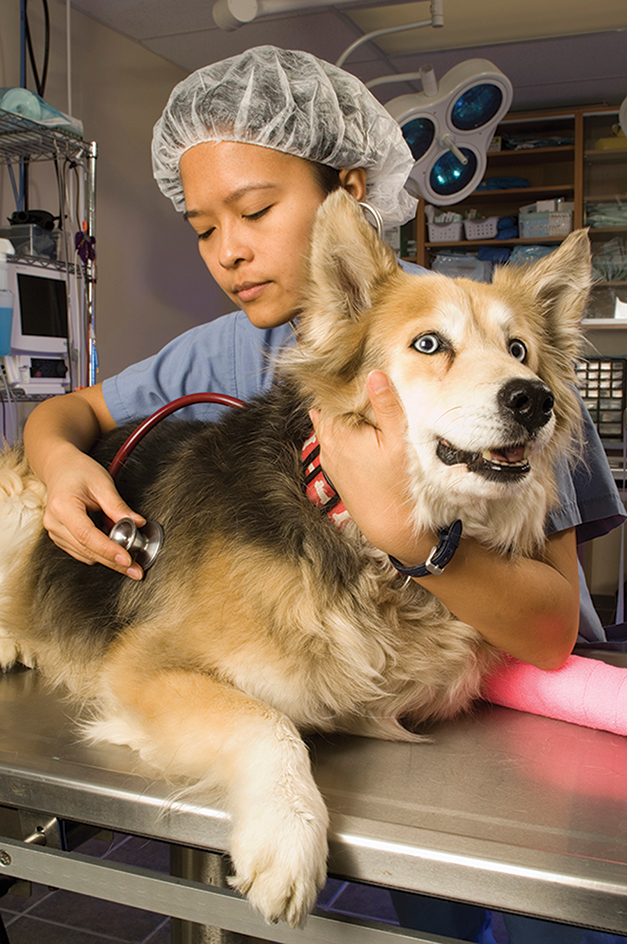 Asian American veterinarian