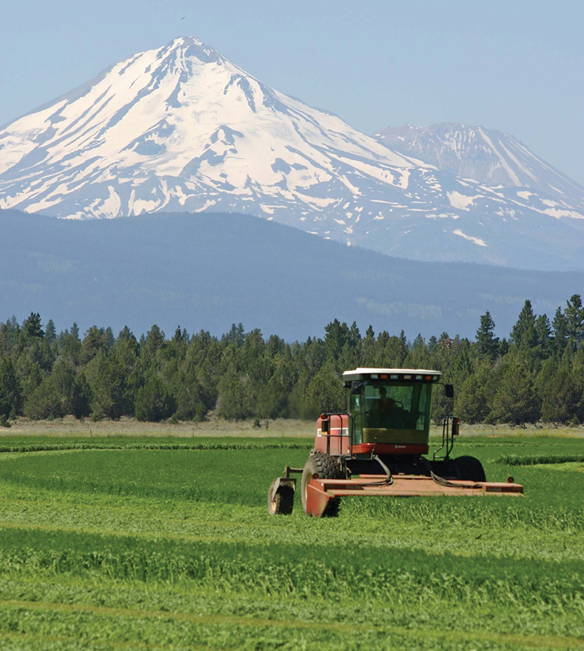 Harvesting alfalfa