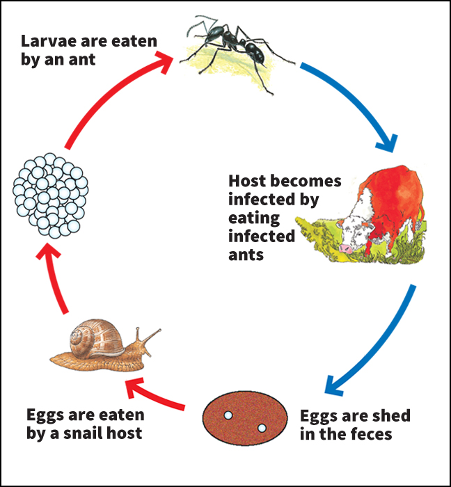 The life cycle of a parasite