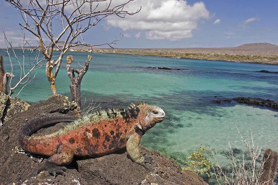 Iguana on Floreana Island