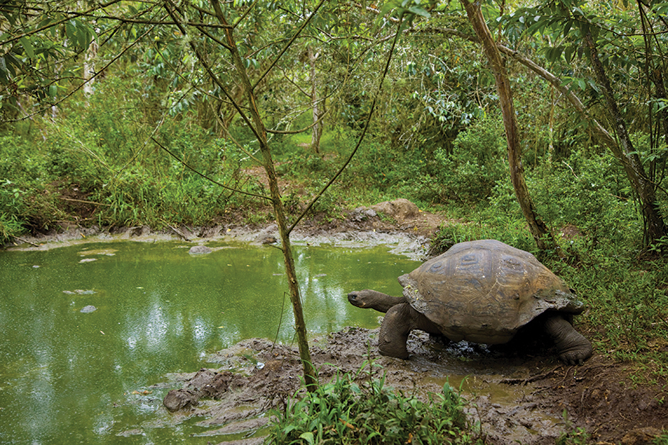 Galapagos tortoise