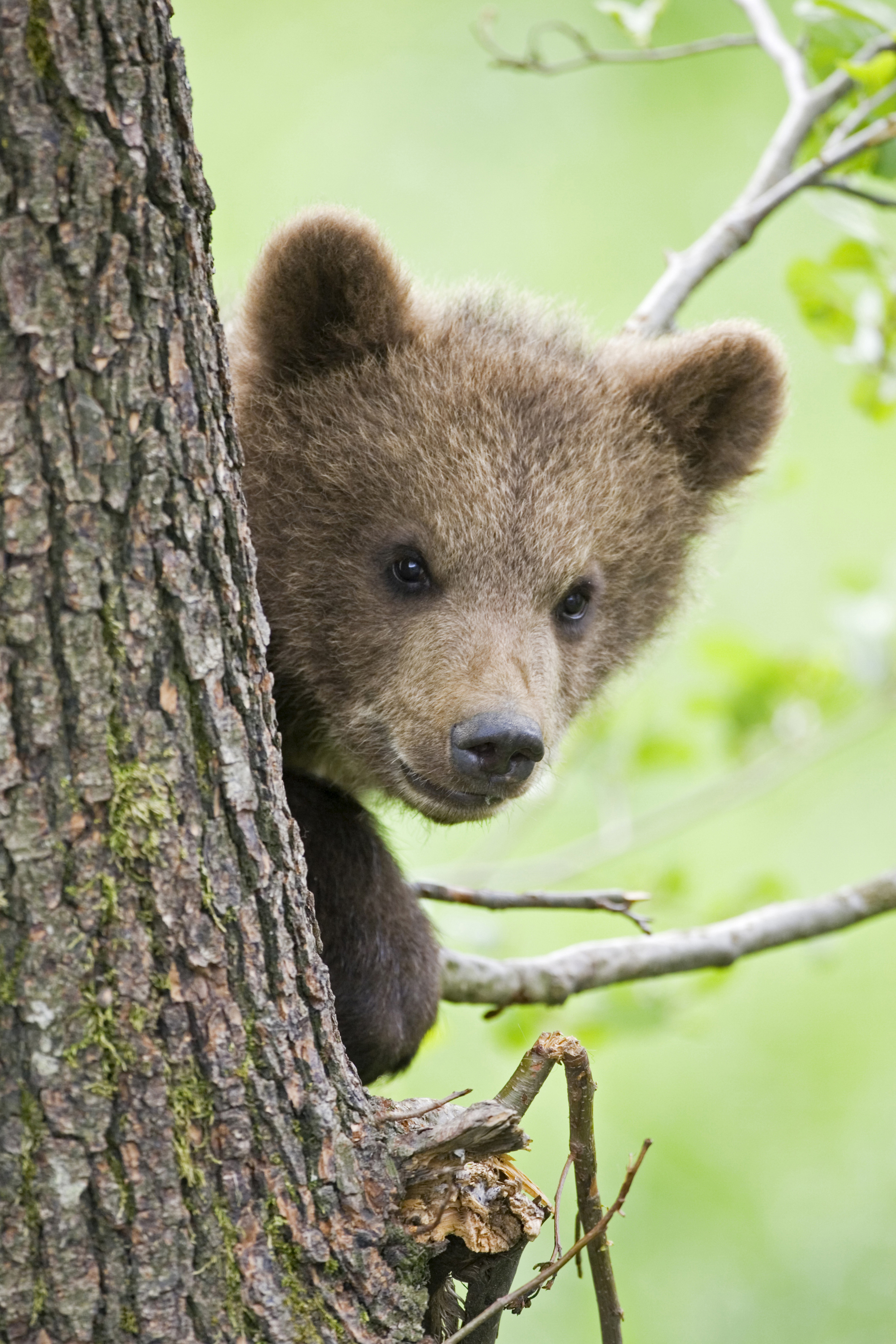 Brown bear cub