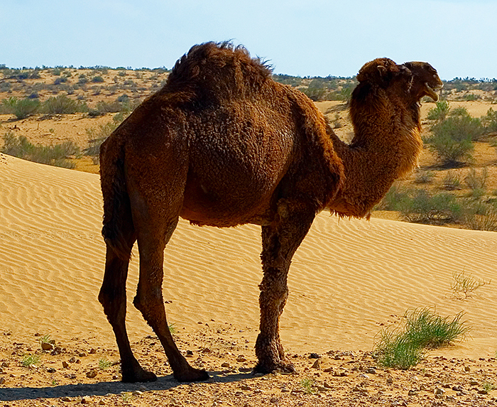 Arabian camel