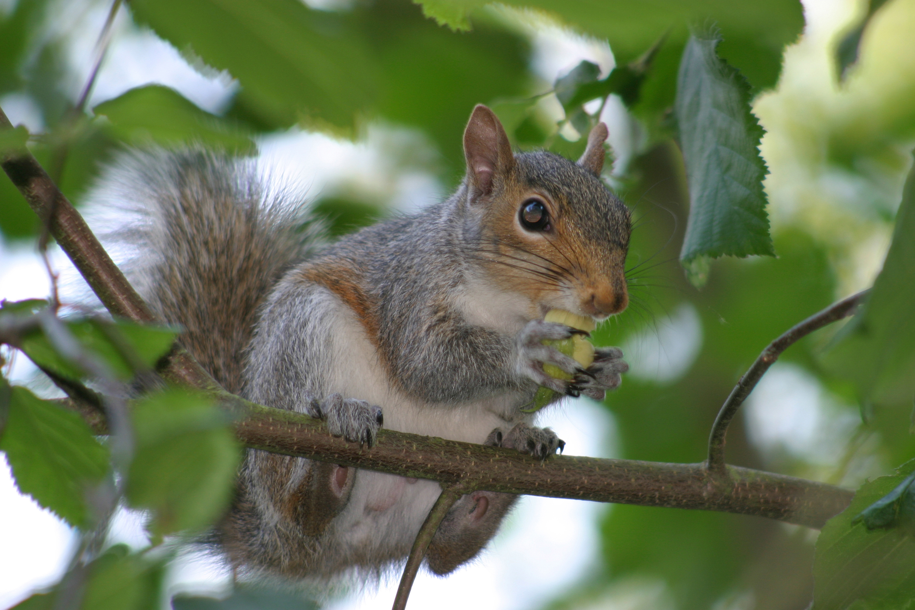 Eastern gray squirrel