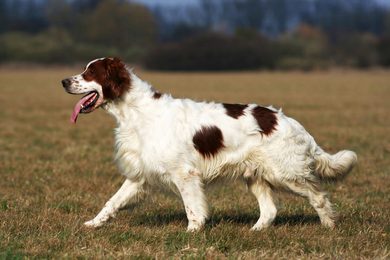 Irish red and white setter