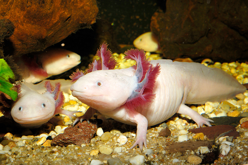 Axolotls