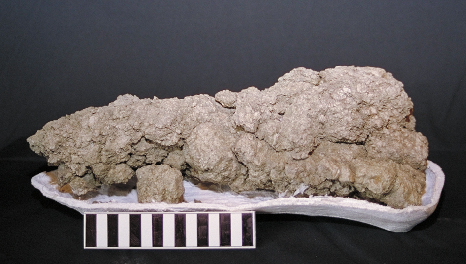 Coprolite