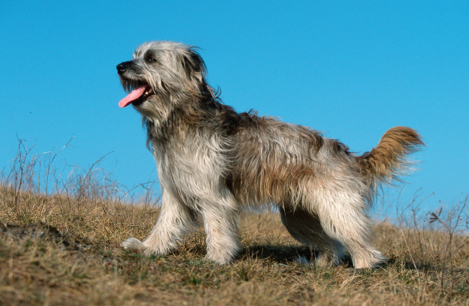 Pyrenean shepherd