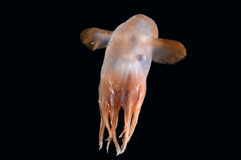 Dumbo octopus