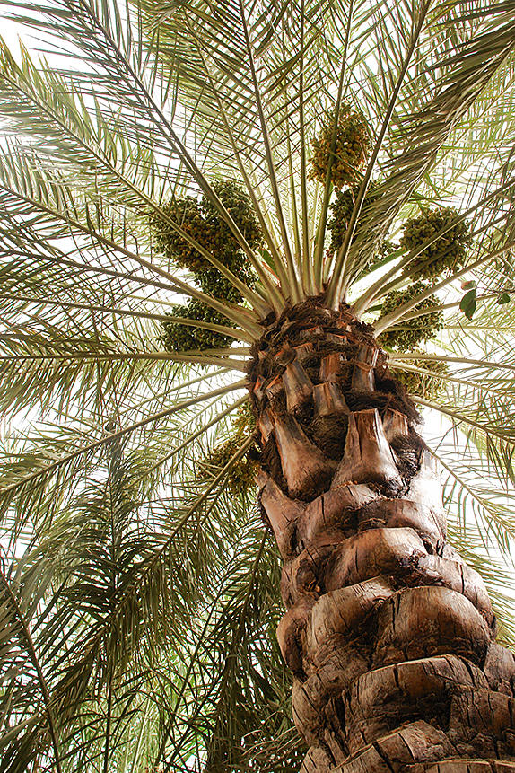 Date palm