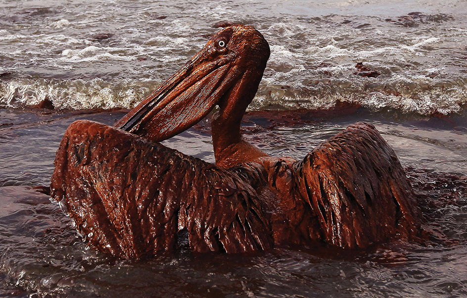 Oil-coated brown pelican