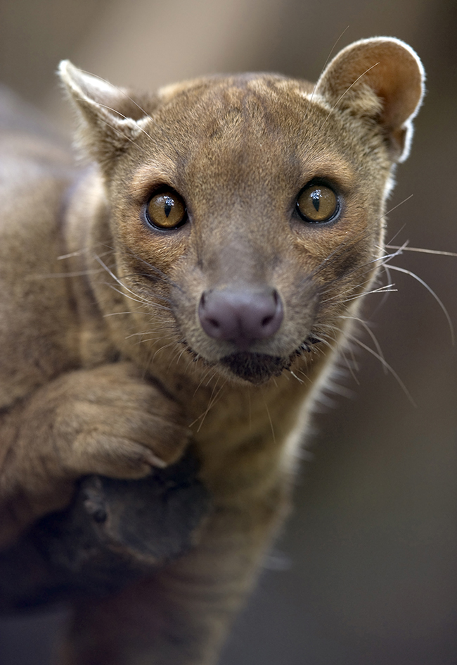 Fossa