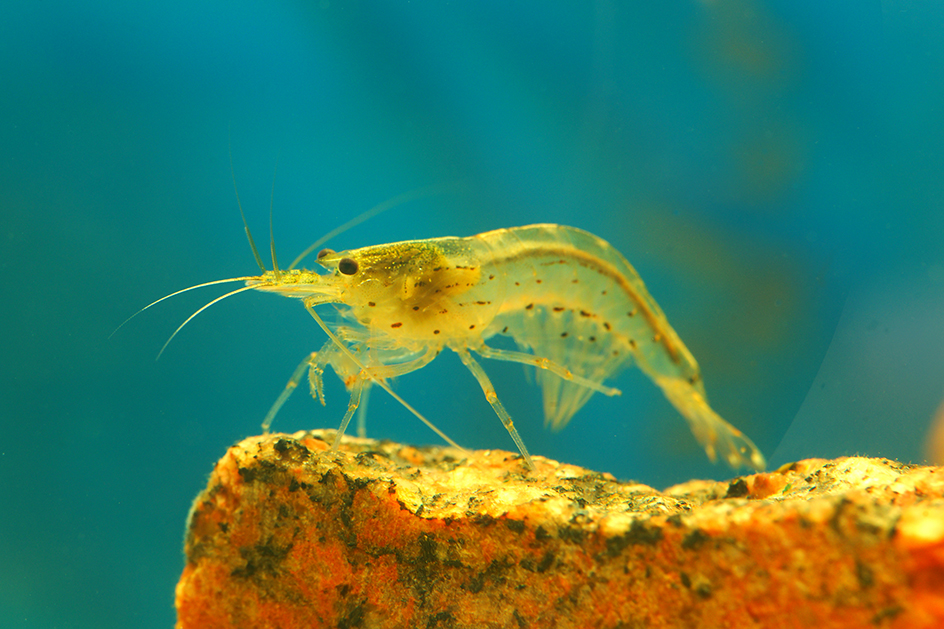 Amano shrimp