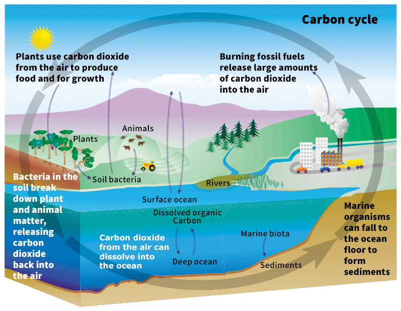 Carbon cycle