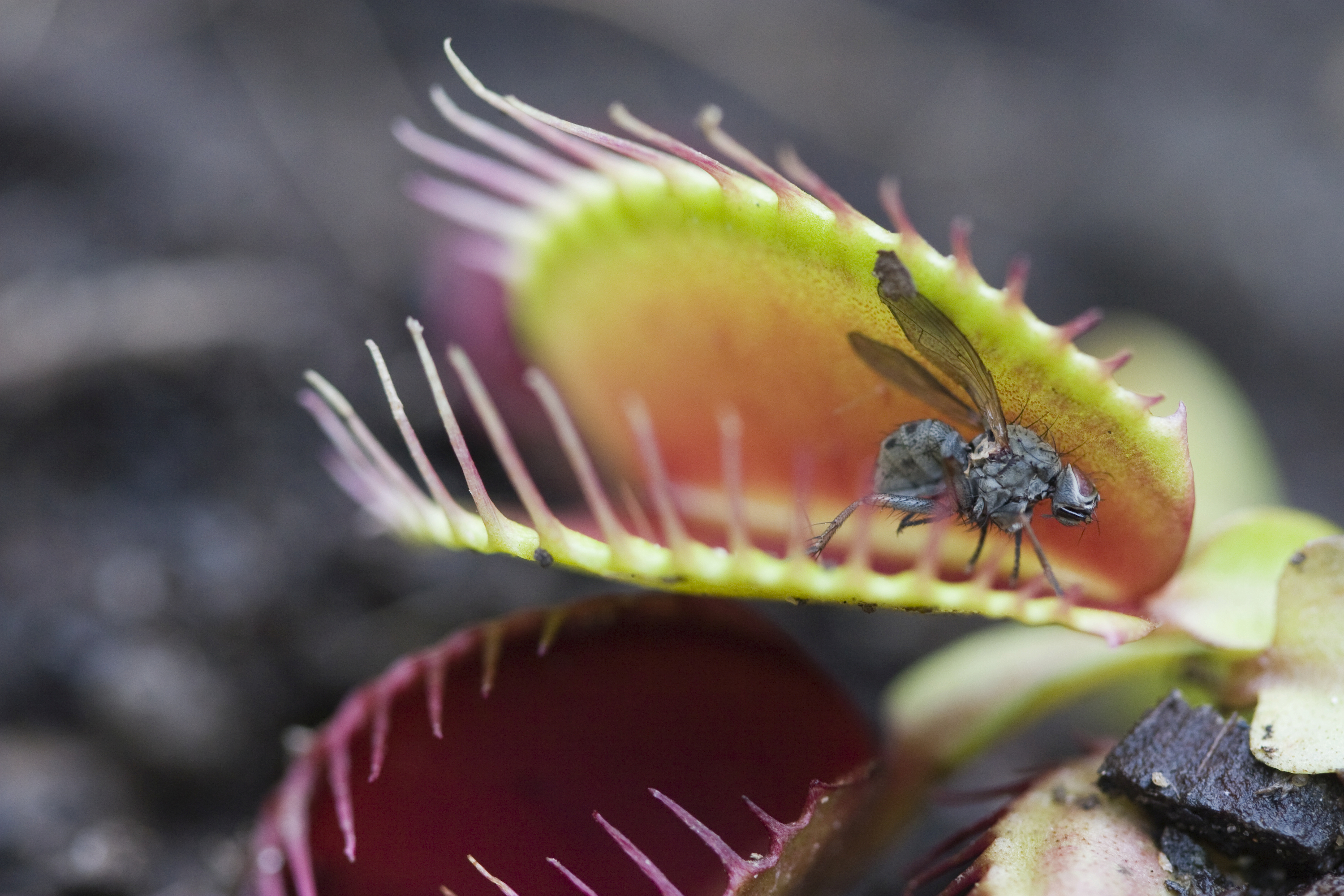 Venus flytrap with a fly