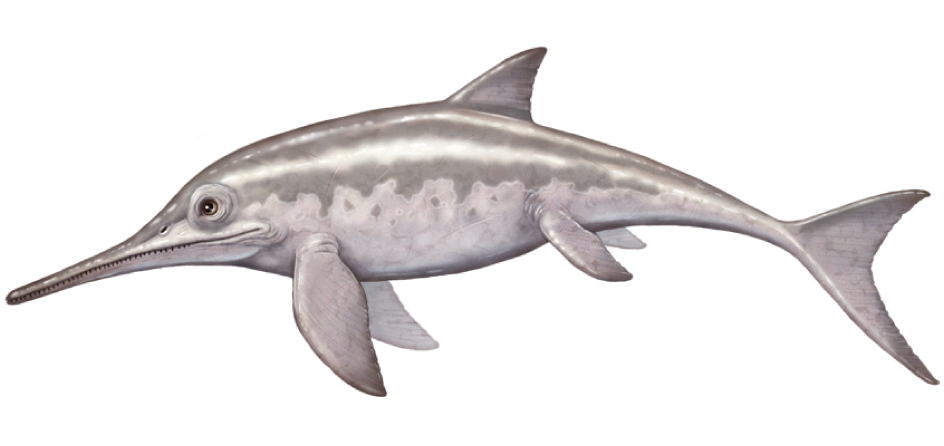 Ichthyosaur