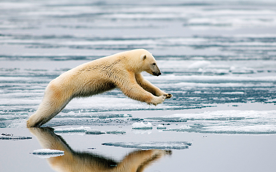 Polar bear hunting