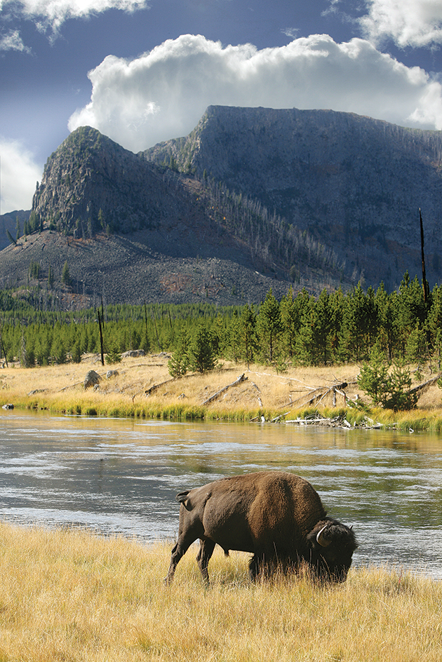 Wildlife in Yellowstone