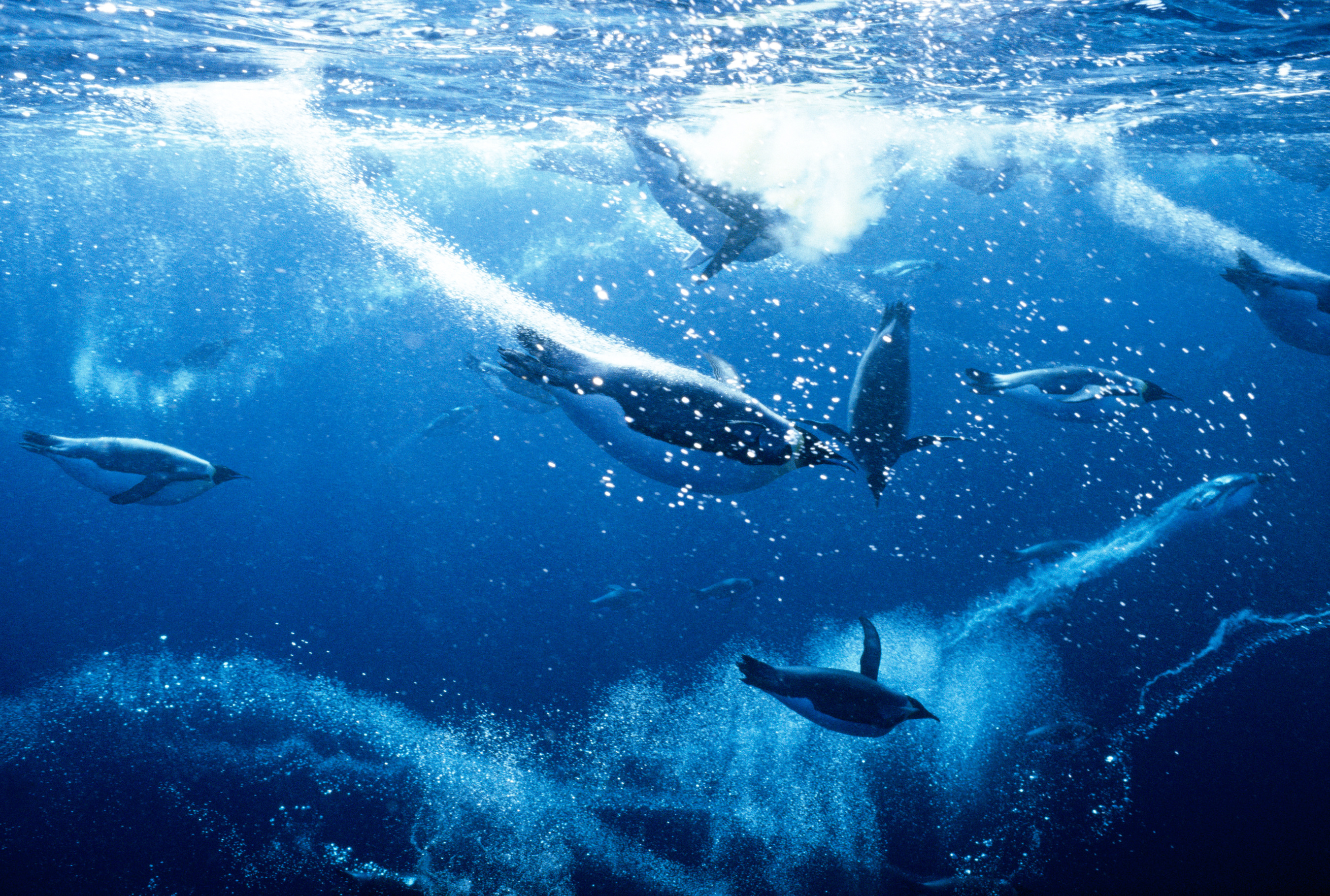 Emperor penguins diving