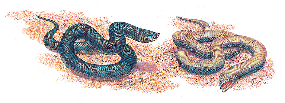 Hognose snakes