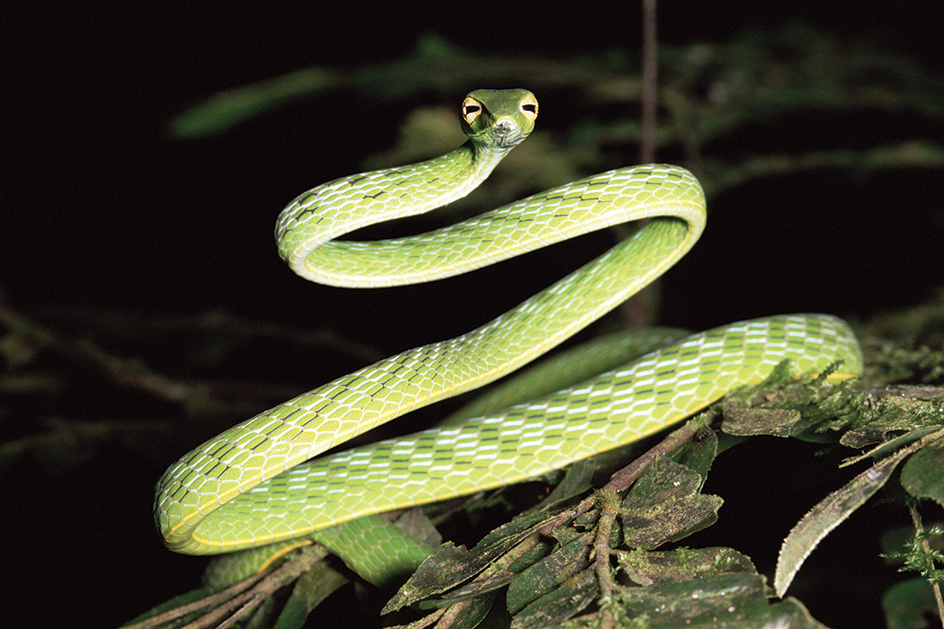 Asian whip snake