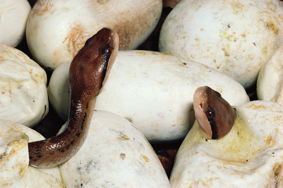 Snakes hatch from eggs