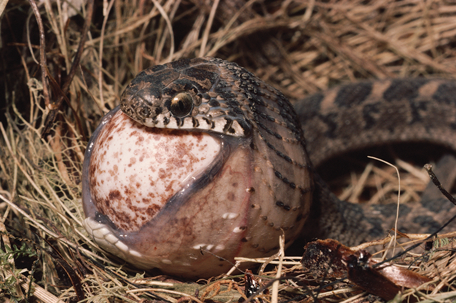 A snake's flexible jaws