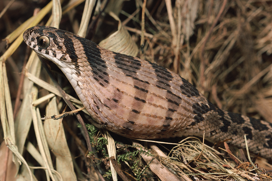 A snake's body bulges with food