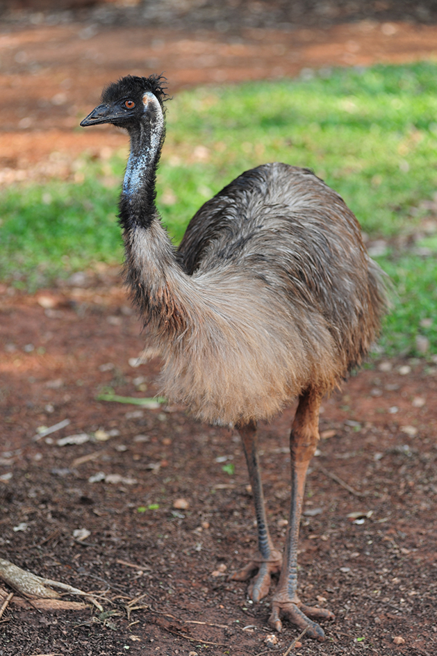 Emu